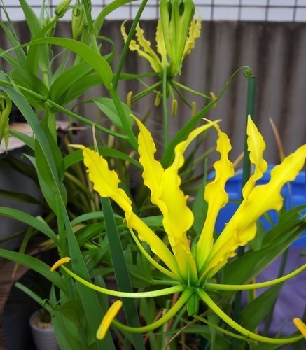 Gloriosa superba 'Lutea'