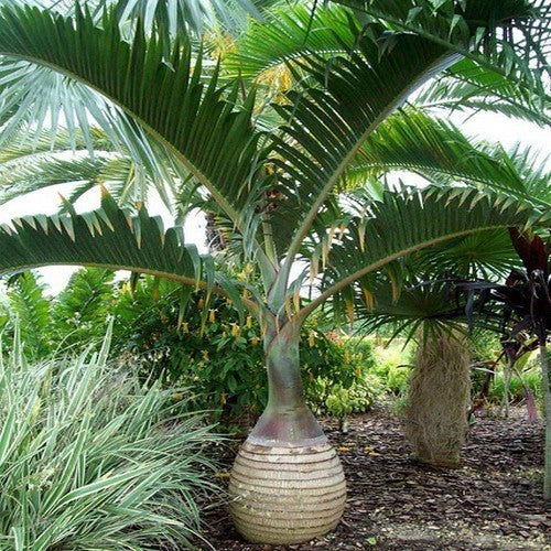 Bottle Palm