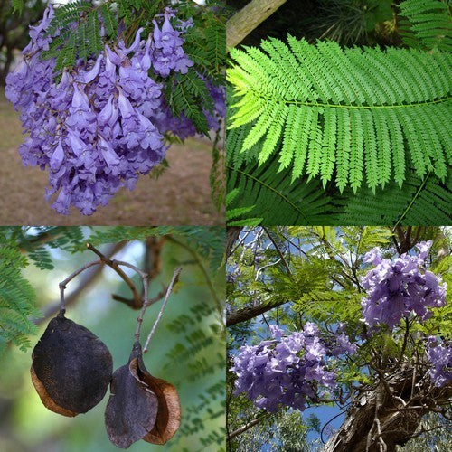 Jacaranda mimosifolia