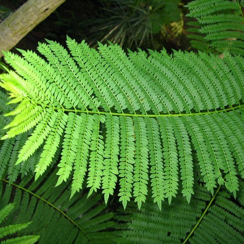 Jacaranda mimosifolia