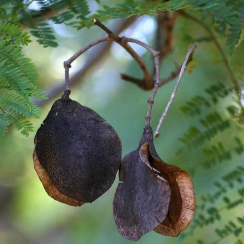 Jacaranda mimosifolia