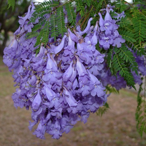 Jacaranda mimosifolia