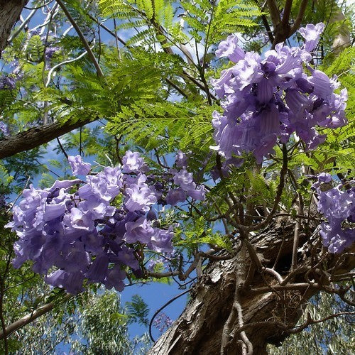 Jacaranda mimosifolia