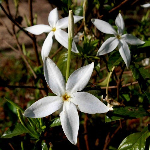 Leptactina delagoensis