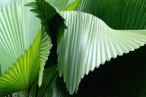 Licuala grandis