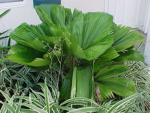 Licuala grandis
