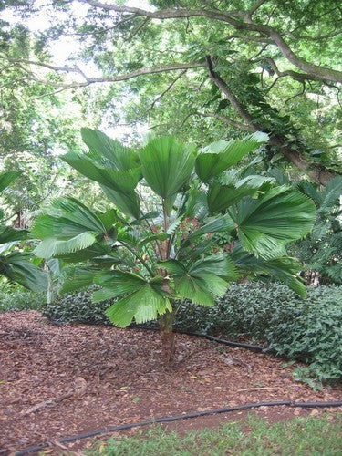 Licuala grandis