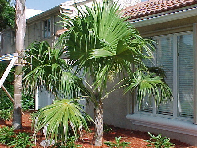 Livistonia australis