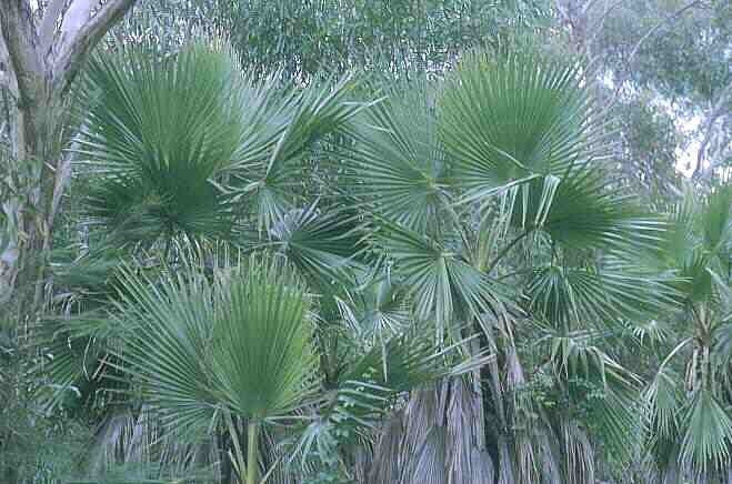 Livistonia australis