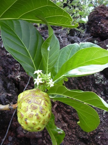 Morinda citrifolia