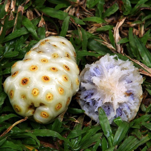 Morinda citrifolia