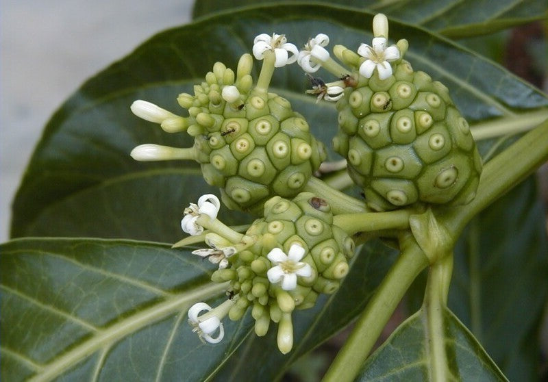 Morinda citrifolia