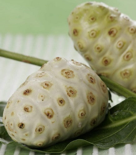 Morinda citrifolia