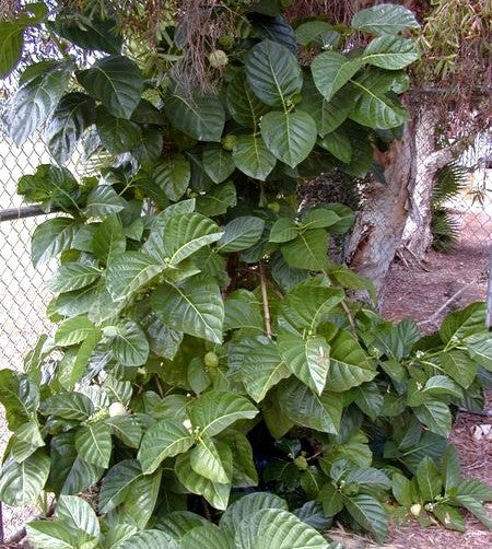 Morinda citrifolia