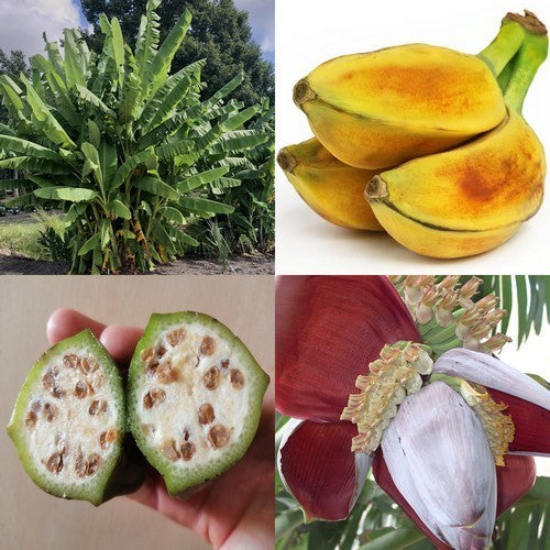 Musa balbisiana
