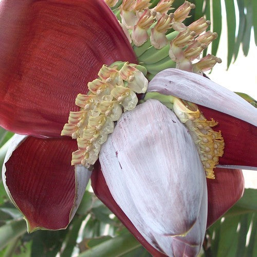 Musa balbisiana