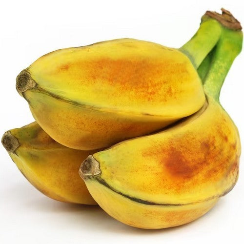 Musa balbisiana