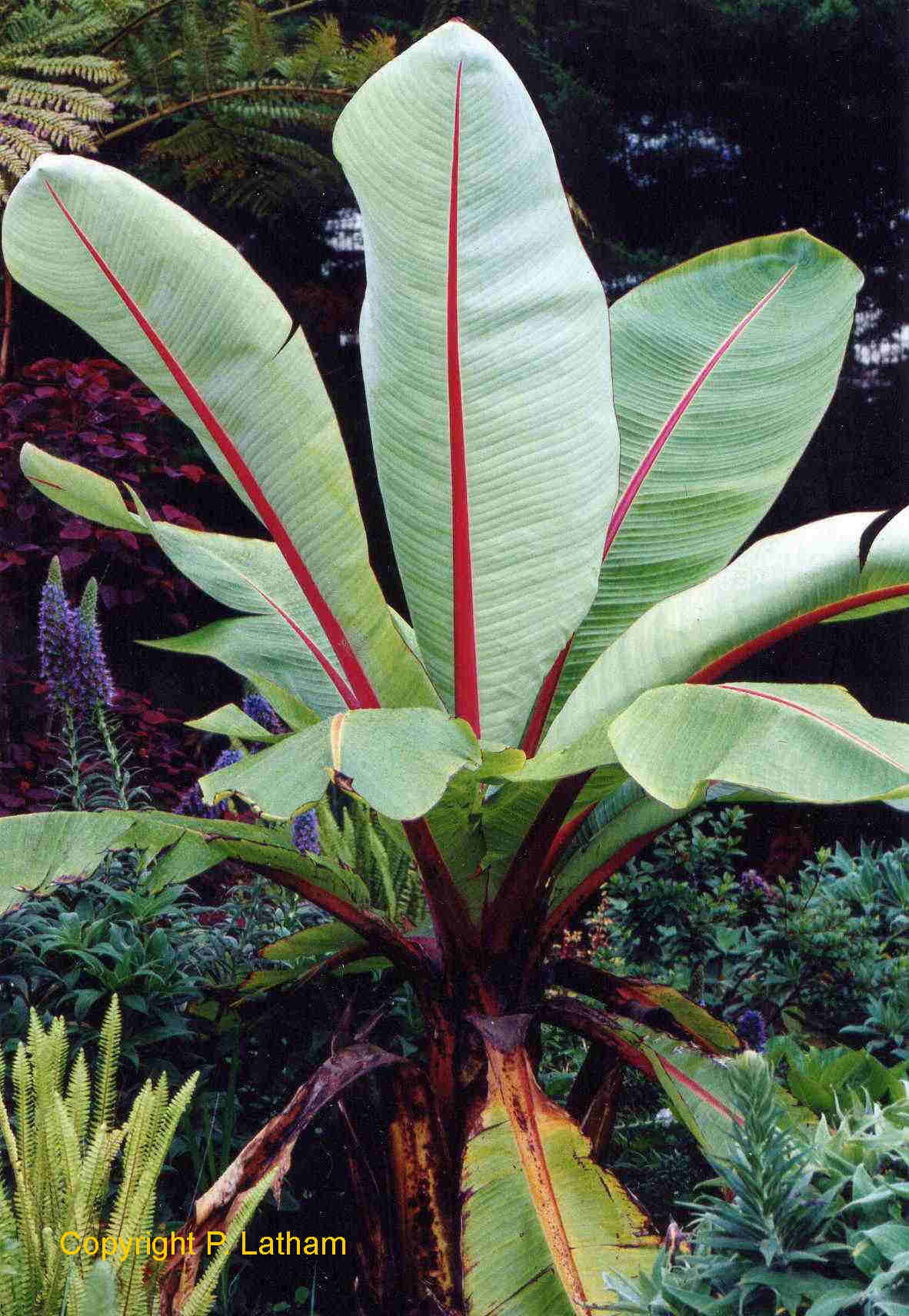 Musa ensete