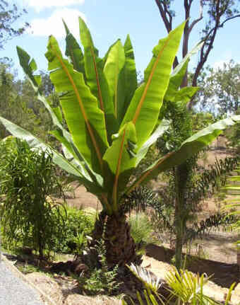 Musa ensete