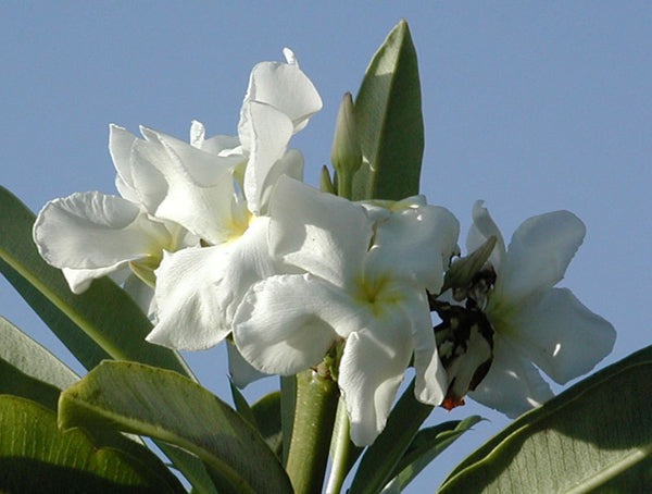 Pachypodium lamerei