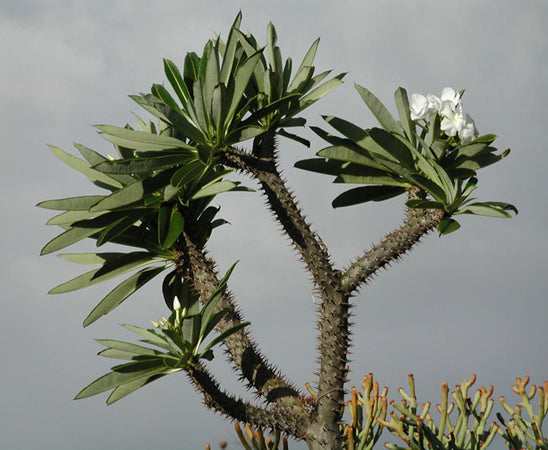 Pachypodium lamerei