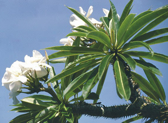 Pachypodium lamerei