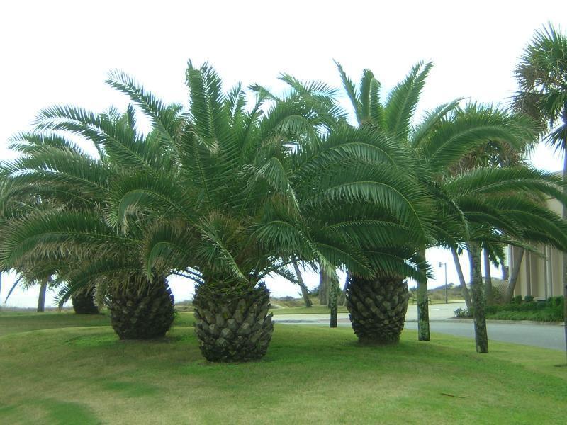 Phoenix canariensis