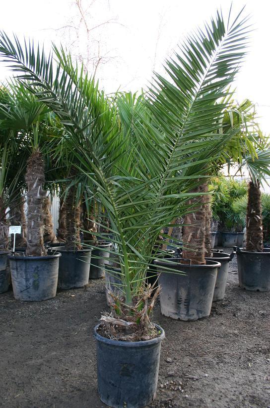 Phoenix canariensis