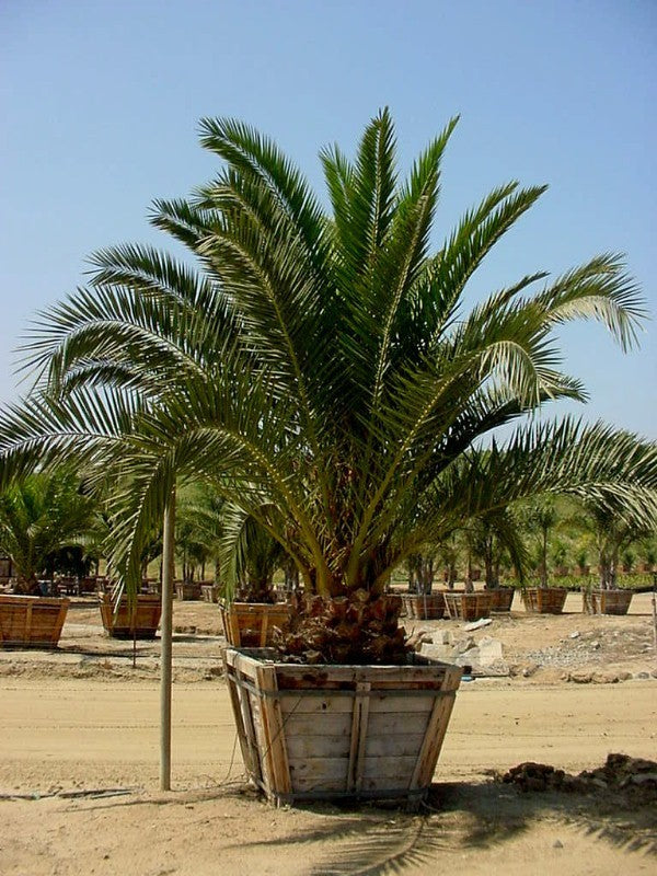 Phoenix canariensis