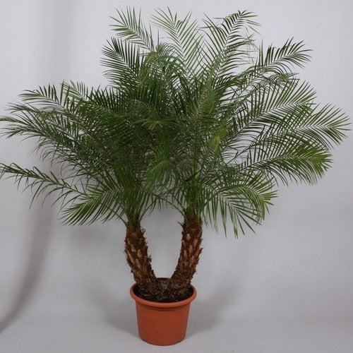 Phoenix roebelenii