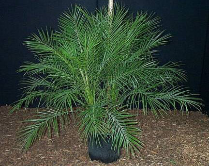 Phoenix roebelenii