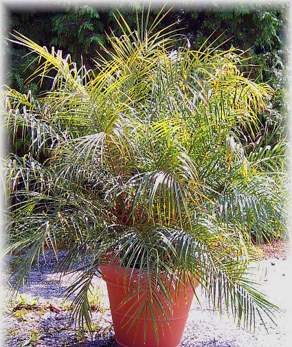 Phoenix roebelenii