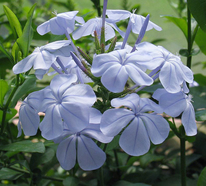 Plumbago auriculata