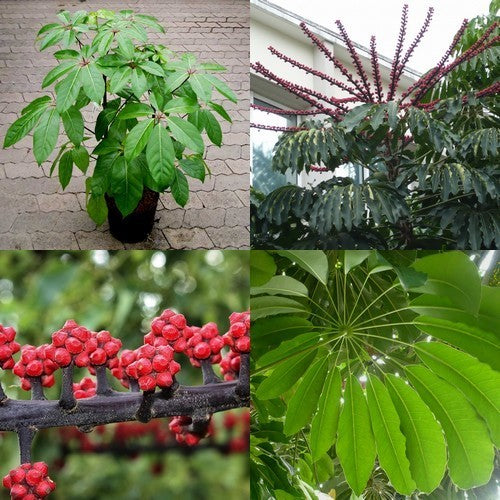 Schefflera actinophylla