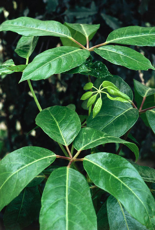 Schefflera actinophylla