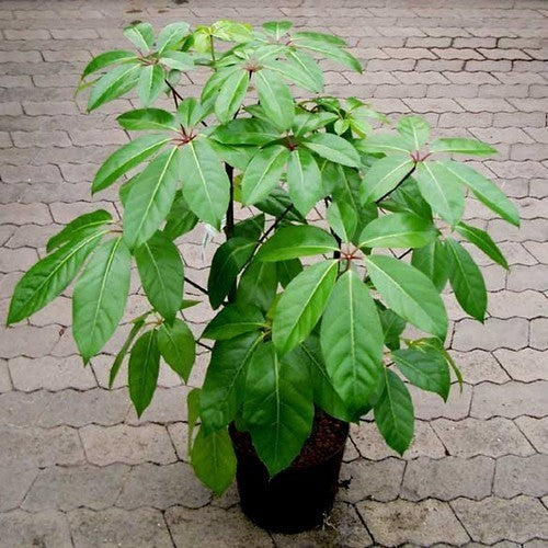 Schefflera actinophylla