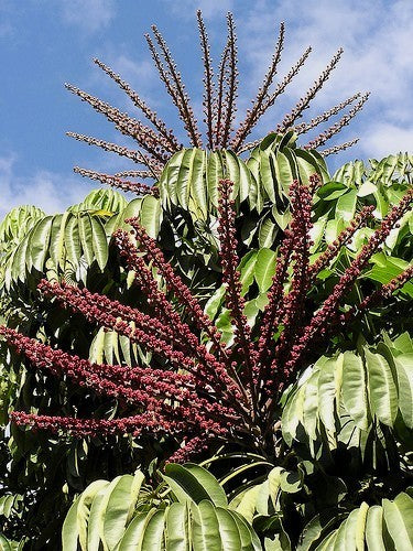 Schefflera actinophylla