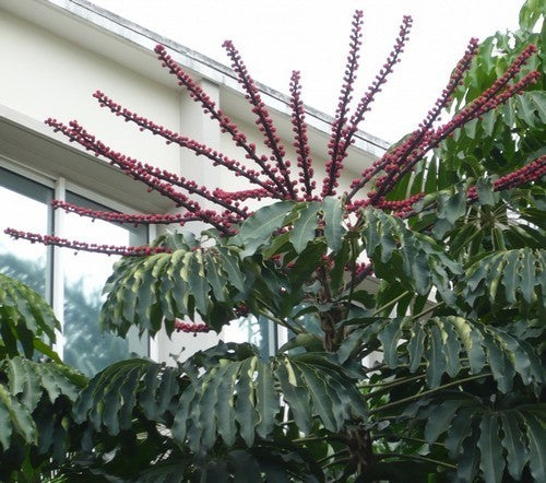 Schefflera actinophylla