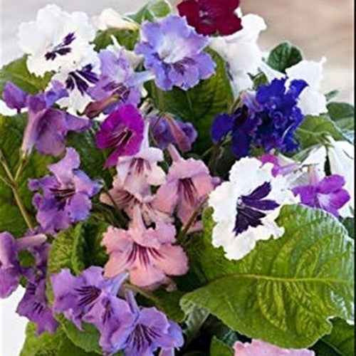 Streptocarpus 'Wiesmoor Hybrids'