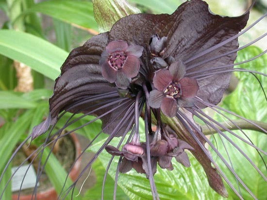 Tacca chantrieri
