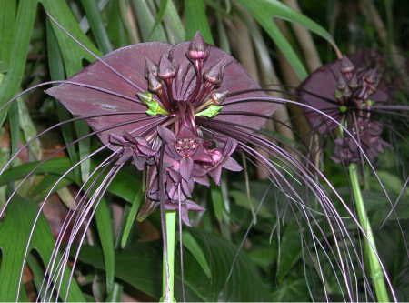 Tacca chantrieri
