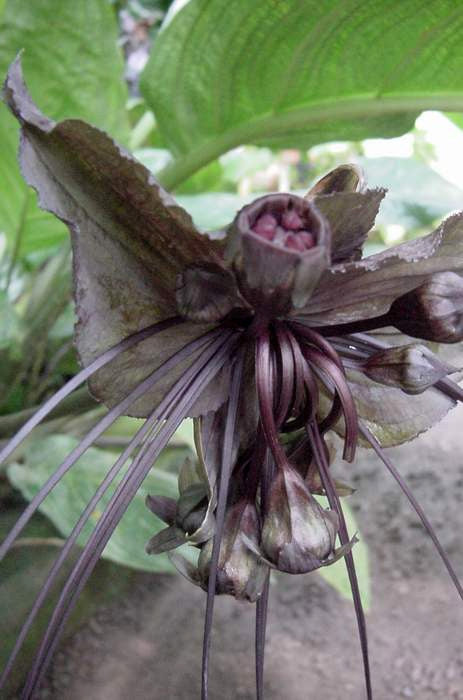 Tacca chantrieri