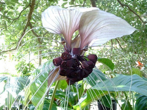 Tacca integrifolia