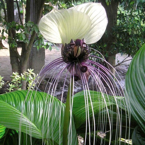 Tacca integrifolia