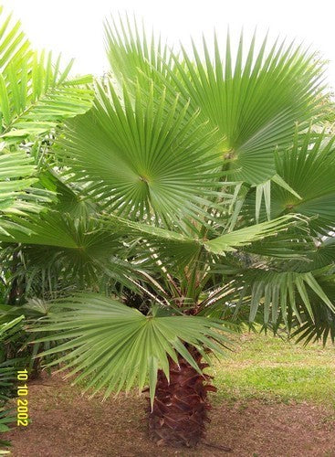 Washingtonia robusta