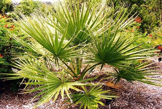 Washingtonia robusta