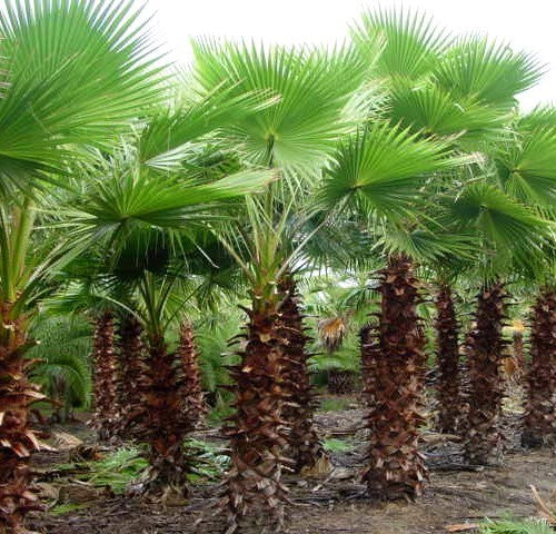 Washingtonia robusta