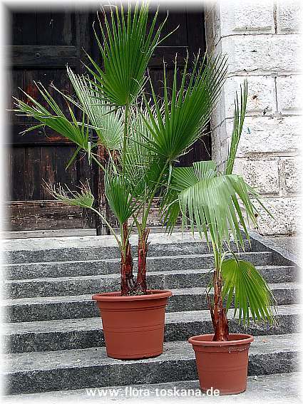 Washingtonia filifera
