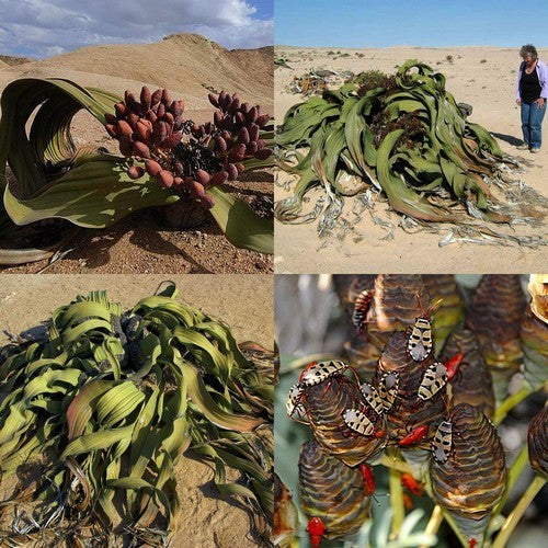 WelwitsChia mirabilis
