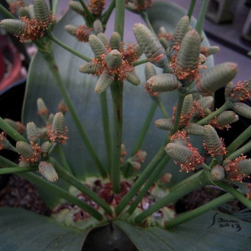 WelwitsChia mirabilis